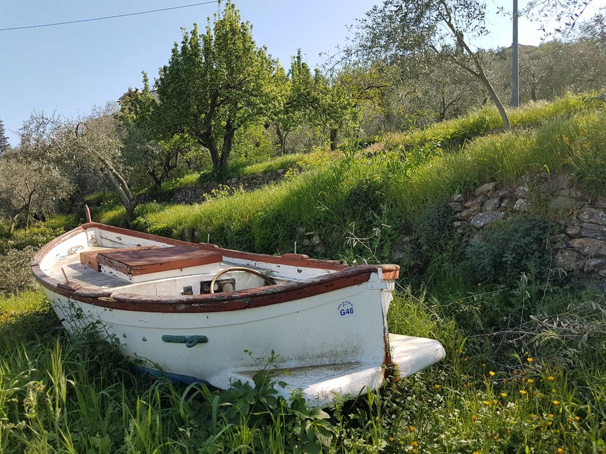 An old abandoned rowing boat left in vegetation near Dolcedo
