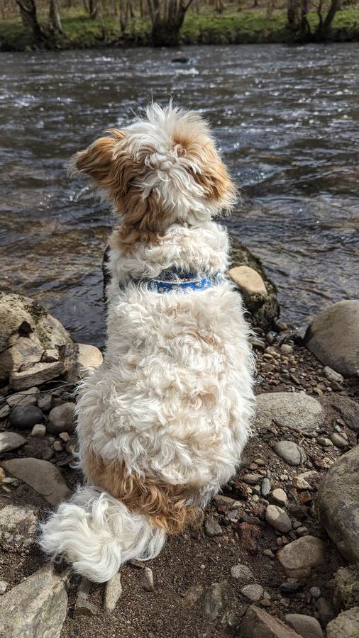 Lillie the dog sitting by the river at Killin