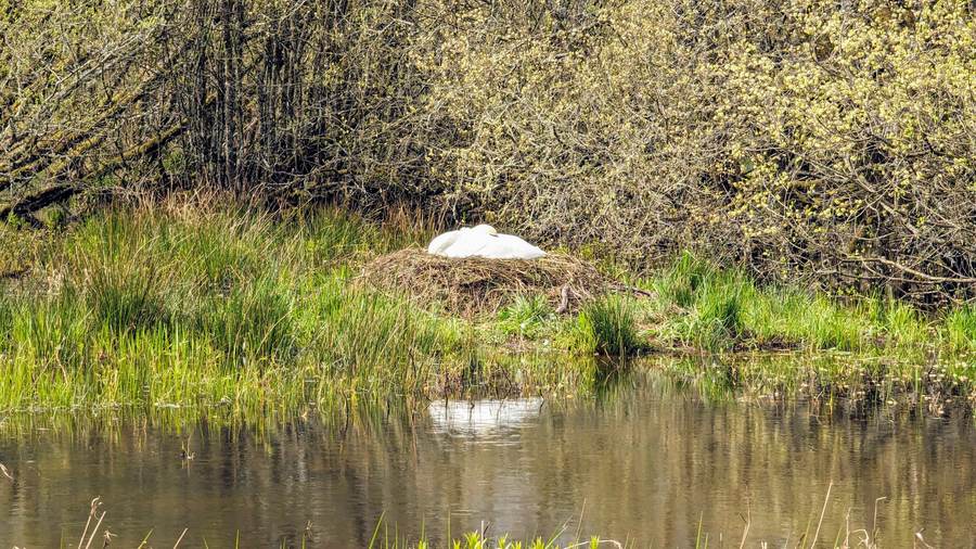 A swan on a wetland pool near Callander